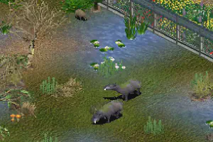 Coryphodon