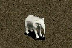 AGP - Cotton the White Elephant