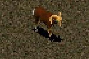 AGP - Fast Sheep