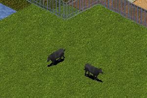 Aberdeen Angus