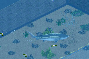 Beluga Sturgeon