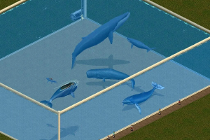 Blue Whale