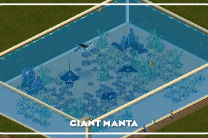 Giant Manta Ray