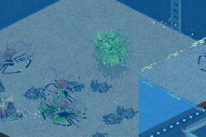 Japanese Spider Crab