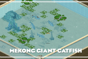 Mekong Giant Catfish