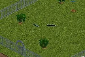 Nile Monitor