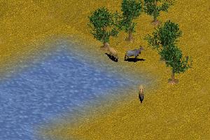 Nilgai