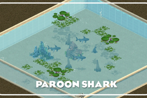 Paroon Shark