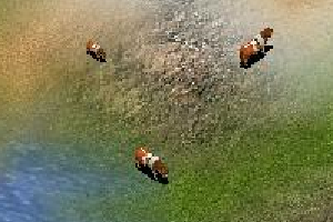 Shetland Pony