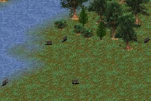 Siberian Musk Deer