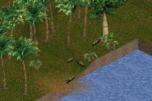 South American Coati