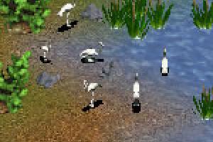 Whooping Crane
