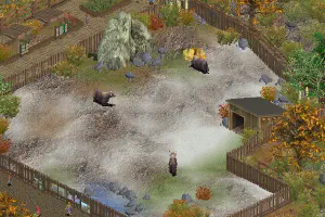 Wild Yak