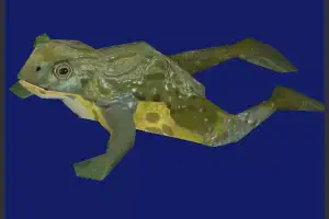 African Bullfrog