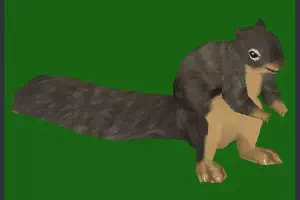 Douglas Squirrel