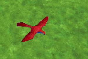 Eclectus Parrot