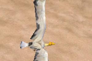 Egyptian Vulture