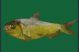 Piranha
