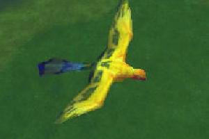 Sun Conure