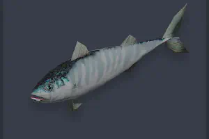 Wahoo Ambient