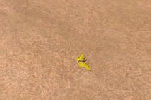 Yellow Clouded Sulphur Butterfly