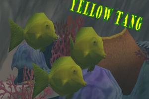 Yellow Tang