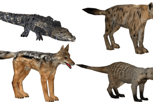African Safari Pack