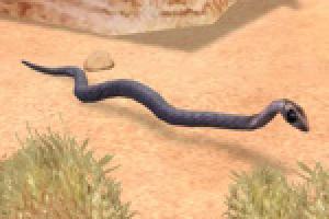 Africa's Spitters + Mini Snake Pack