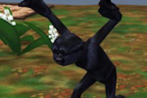 Gibbon Pack