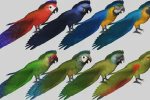 Macaw Pack P1