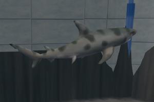 Shark Pack 1