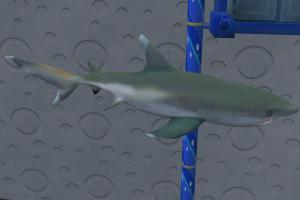 Shark Pack 2