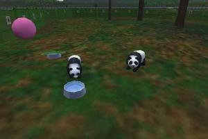 Dwarf Panda