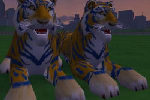 Blue and Gold Tiger