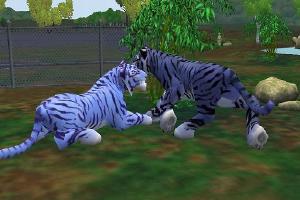 Maltese Tiger
