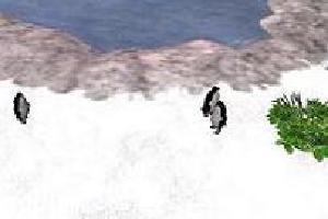 Adelie Penguin