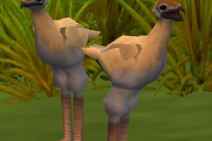 African Crowned Crane