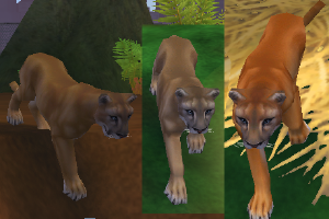 African Golden Cat