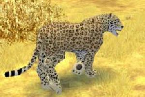 African Leopard II
