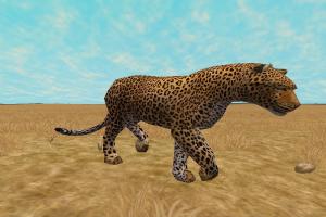African Leopard