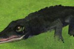 American Alligator (ES Version)