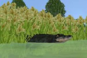 American Alligator