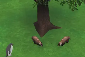 American Badger