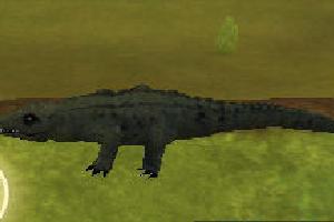 American Crocodile