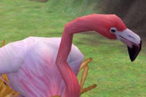 American Flamingo