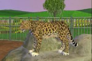 Amur Leopard II