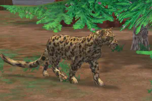 Amur Leopard