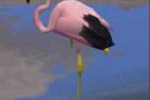 Andean Flamingo (ES Version)
