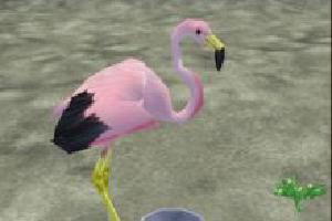 Andean Flamingo