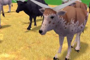 Ankole Cow